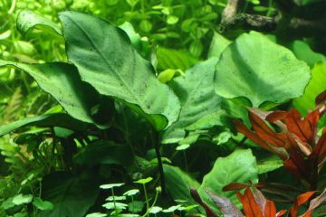 Anubias Barteri Var. Caladiifolia Bitkisi