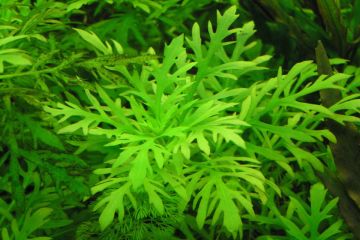 Hygrophila Difformis  - Çınar Bitkisi