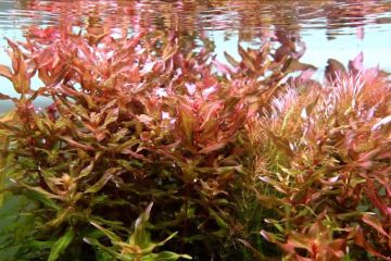 Rotala Macrandra Bitkisi