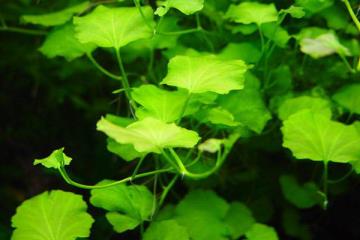 Cardamine Lyrata Bitkisi