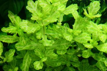 Shinnersia Rivularis Bitkisi
