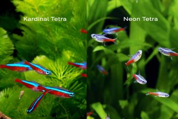 Kardinal Tetra Ve Neon Tetra Arasındaki Farklar Ve Benzerlikler Nelerdir?