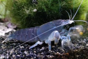 Atya Gabonensis - Vampir Karides