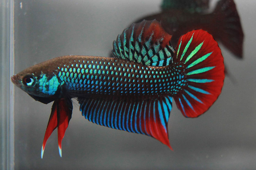 Betta Imbellis - Barışçıl Beta Balığı