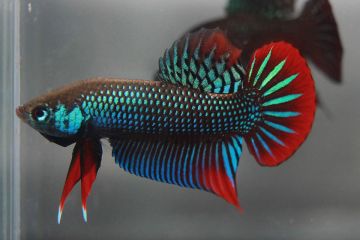 Betta Imbellis - Barışçıl Beta Balığı