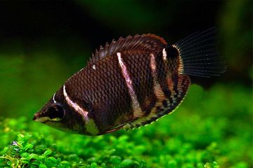 Sphaerichthys Osphromenoides - Çikolata Gurami Balığı