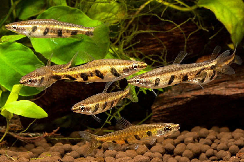 Nannostomus Espei - Çizgili Kalem Balığı
