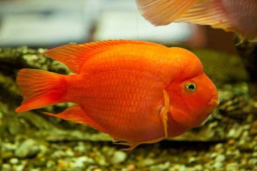 Parrot Cichlid Balığı