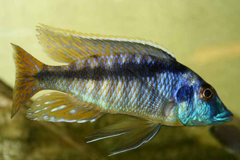 Mylochromis Lateristriga Balığı