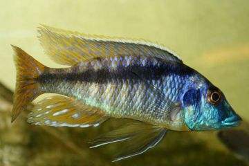 Mylochromis Lateristriga Balığı