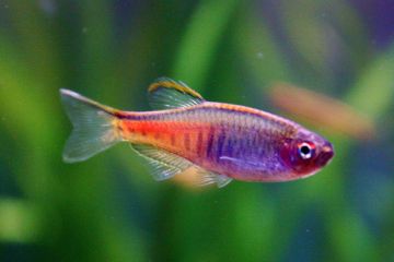 Danio Choprae - Glowlight Danio Balığı