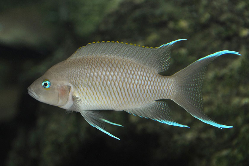 Neolamprologus Marunguensis Balığı