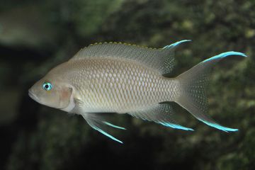 Neolamprologus Marunguensis Balığı