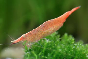 Caridina Brevicarpalis Karides