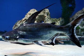 Pangasius Pangasius - Pangasus Köpekbalığı
