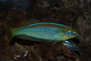 Lamprichthys Tanganicanus - Tanganyika Killifish Balığı
