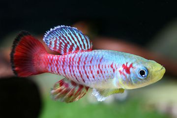 Nothobranchius Guentheri Balığı