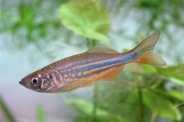 Danio Aequipinnatus - Dev Danio Balığı