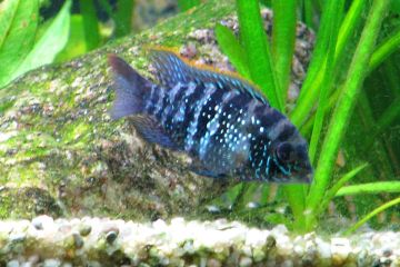 Aequidens Pulcher - Blue Acara Balığı