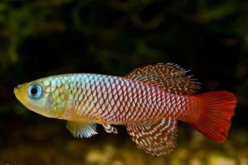 Nothobranchius Palmqvisti Balığı