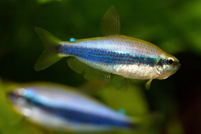Inpaichthys Kerri Balığı