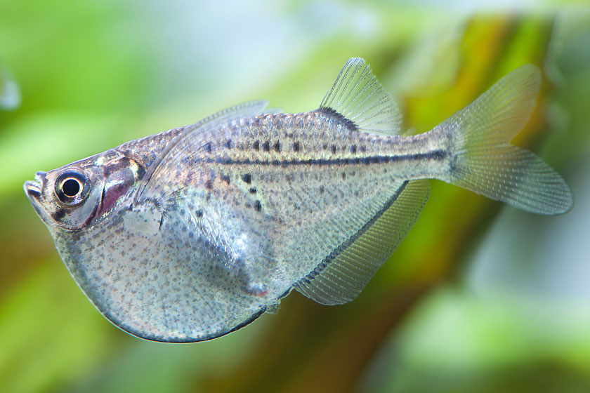 Carnegiella Marthae Balığı