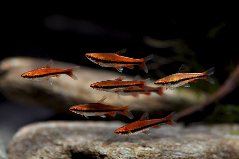 Nannostomus Beckfordi - Altın Kalem Balığı