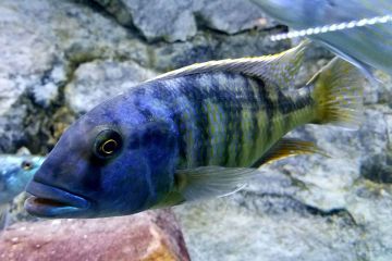 Buccochromis Heterotaenia Balığı