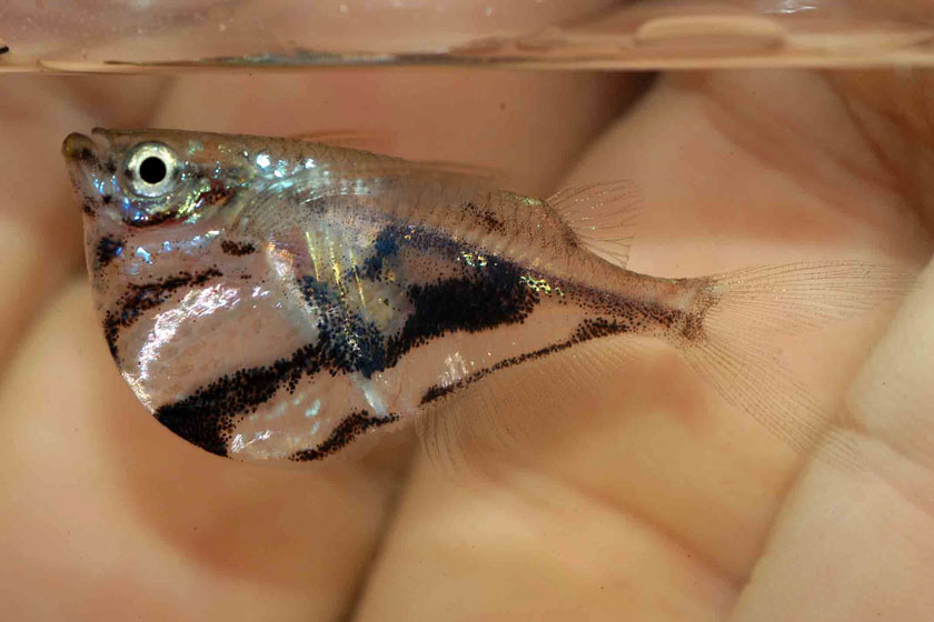 Carnegiella Strigata - Balta Balığı
