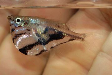 Carnegiella Strigata - Balta Balığı