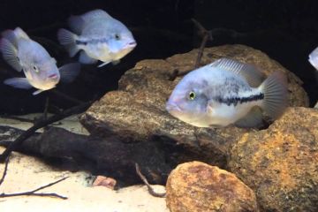 Paratheraps Zonatus Balığı