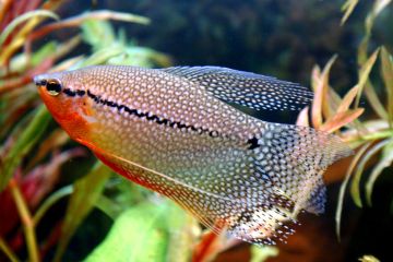 Trichogaster Leerii - İnci Gurami Balığı