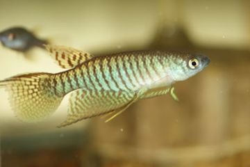Gnatholebias Zonatus Balığı
