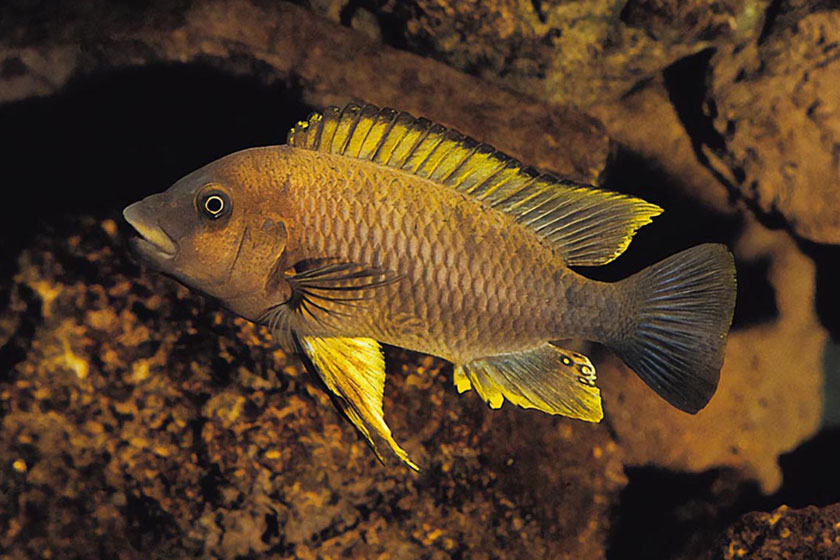 Petrochromis Famula Balığı