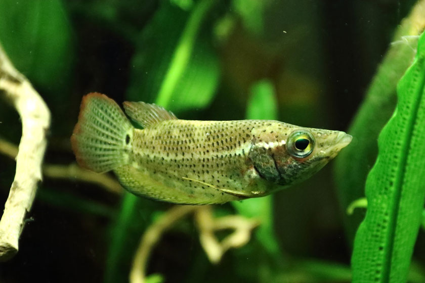 Ctenops Nobilis Balığı