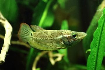Ctenops Nobilis Balığı