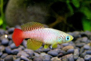 Nothobranchius Foerschi Balığı