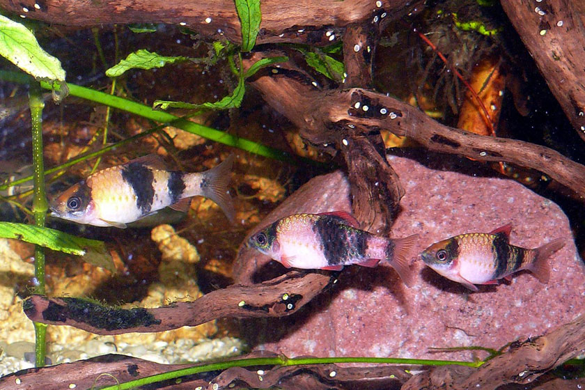 Puntius fasciatus - Kavun Barbus Balığı