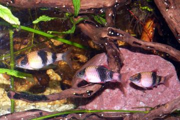 Puntius fasciatus - Kavun Barbus Balığı