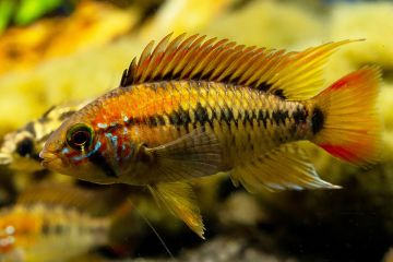 Apistogramma Viejita Balığı