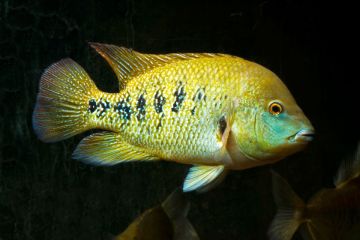 Herichthys Labridens Balığı