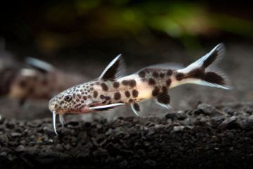 Synodontis Petricola - Leopar Kedibalığı