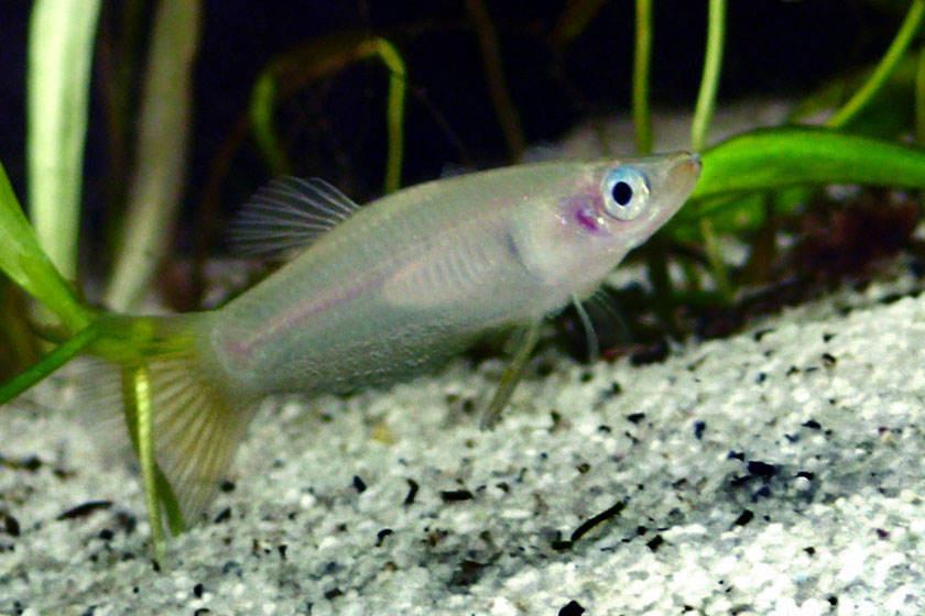 Alfaro Cultratus Balığı