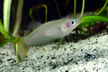 Alfaro Cultratus Balığı