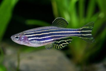 Brachydanio Rerio - Zebra Balığı