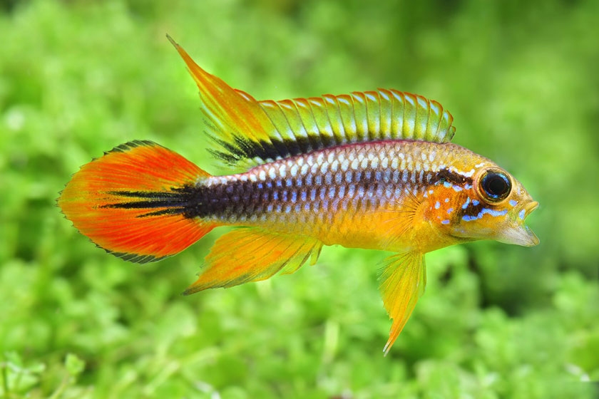 Apistogramma Agassizi Balığı