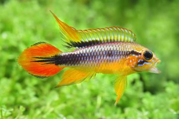 Apistogramma Agassizi Balığı