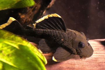 L047 - Baryancistrus sp. Magnum Balığı