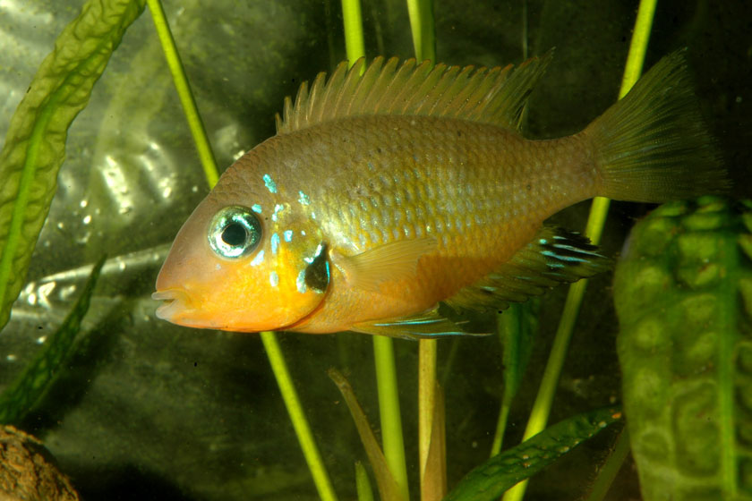 Thorichthys Socolofi Balığı