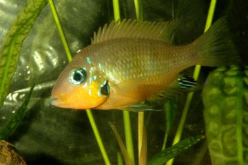 Thorichthys Socolofi Balığı